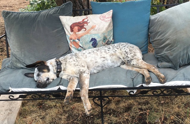 Mountain Breeze - Pet Friendly Read Our Reviews