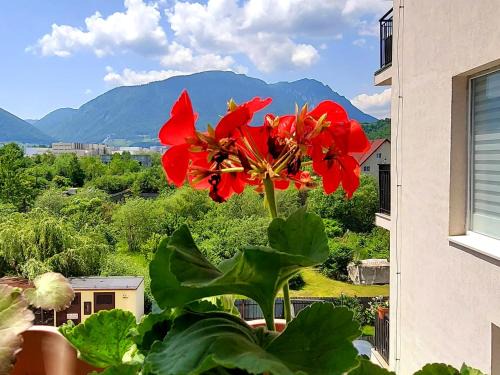 Mountains' View