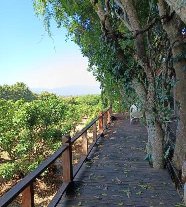 Napahong forest camp