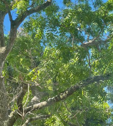 Nature's Hideaway