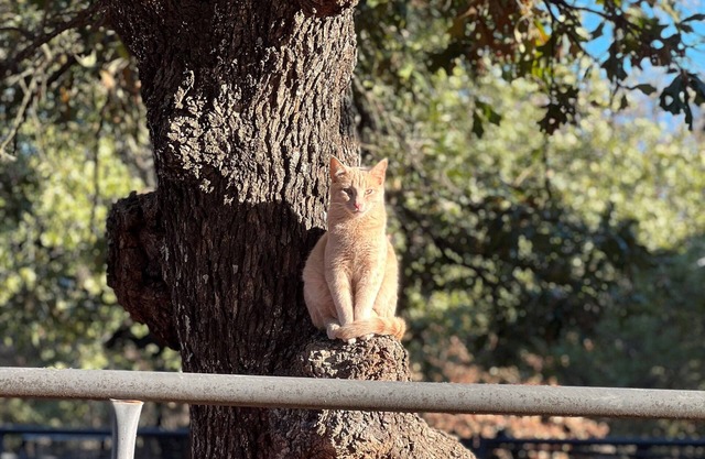 Near Turner Falls, Arbuckle Lake, Chickasaw National Park, & CrossBar Ranch.n