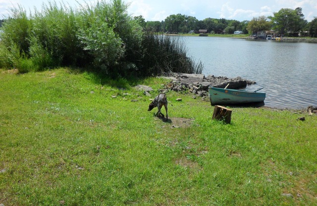 NEW! 4 Acre Lakefront Cabin in the Tall Pines