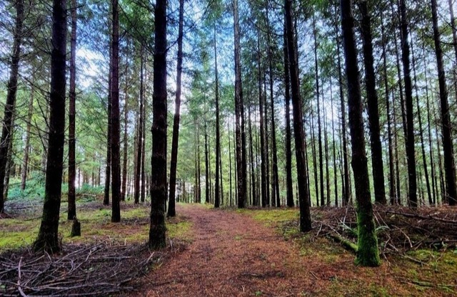NEW LISTING! Mountain top serenity large acreage by RedAwning