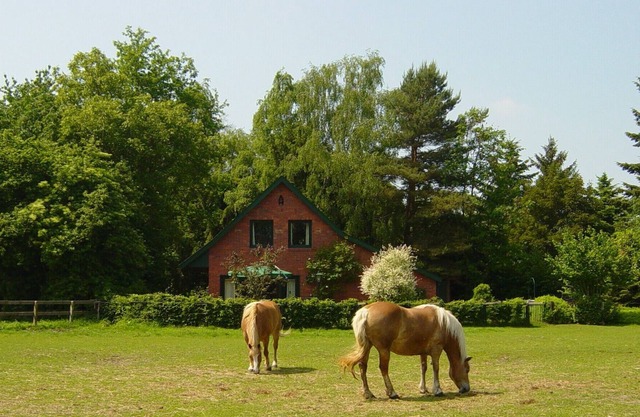 Newly furnished, cozy, four-star vacation home with (private) horse usage