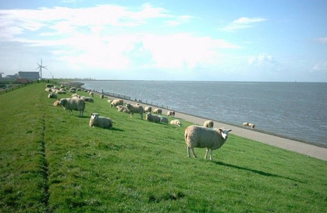 Nice chalet near the Wadden Sea