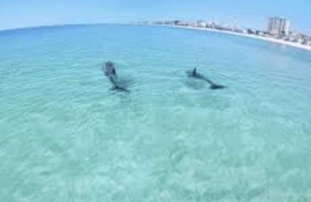 Noble’s Nest at Sandpiper Cove, 5 Pools, Tennis, Pickle Ball, Walk to Beach!