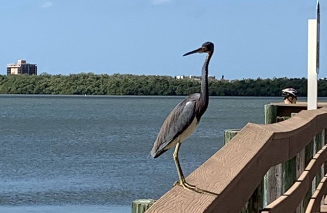 Oakwood Lakes Condominium @ Bonita Bay
