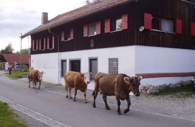 Old Bachtel Dairy