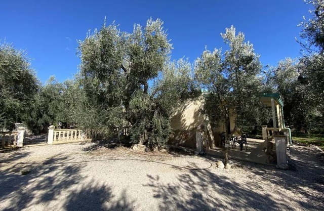 Olive House - Trilo 4