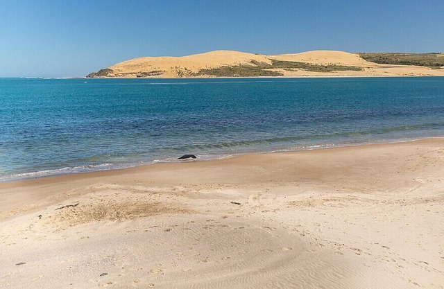 Orca Beach Watch