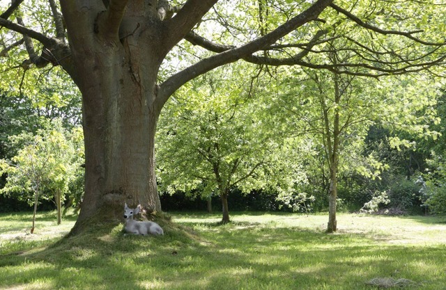 Orchard Cottage