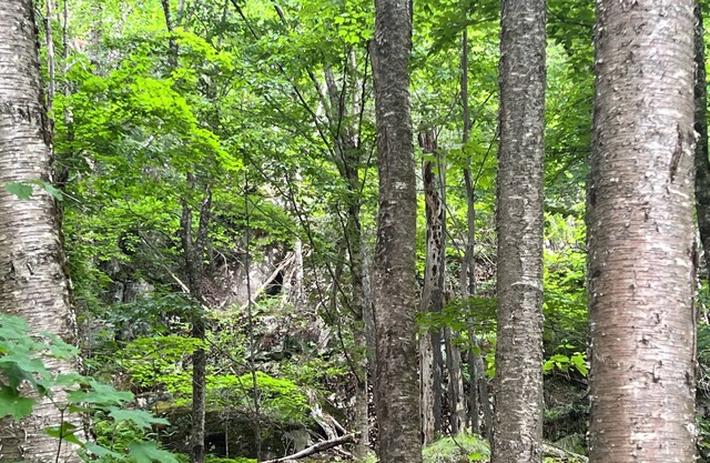 Pacifica Yurt