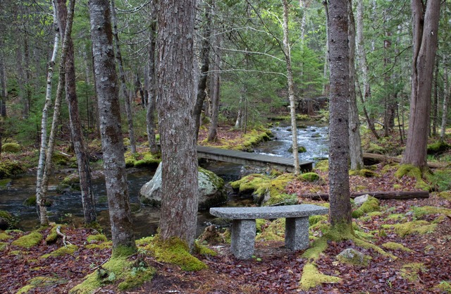 Peaceful Basement Apartment among serene woods, paths, and a stream near Acadia