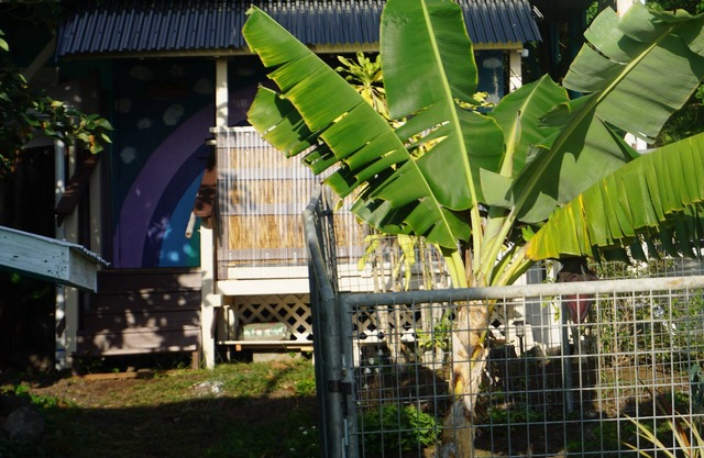 Peaceful farm stay on the hills of West Hawaii overlooking the pacific ocean!
