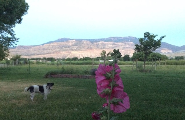 Peach and Wine Country
