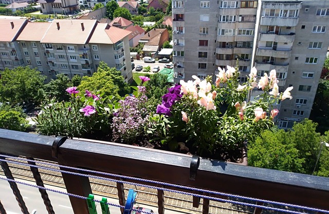 Penthouse apartment Nufarul Oradea