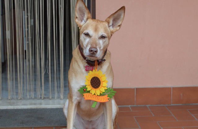 PET FRIENDLY - PRIVATE and FENCED GARDENS - WI-FI