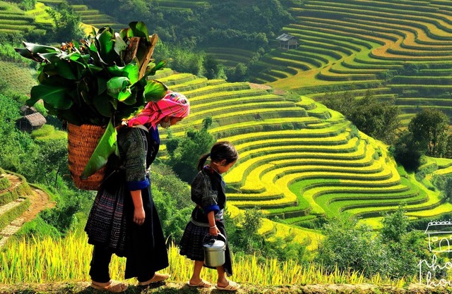 Phơri's House - THE MOUNTAINEER