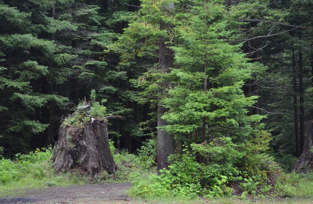Picturesque forest homes