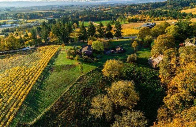 Pinot Vista