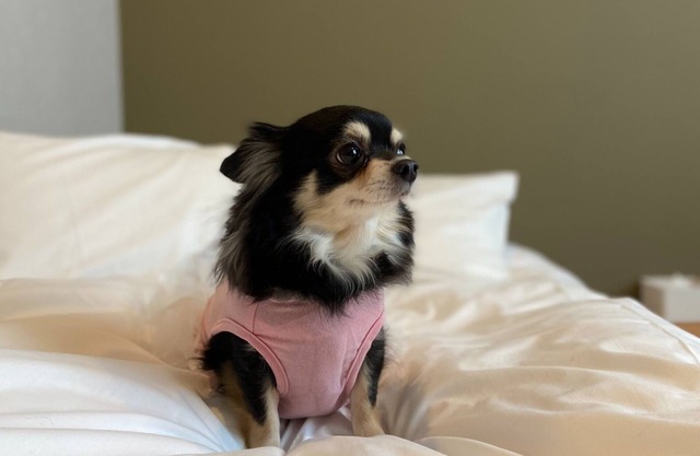 Private room Dog friendly twin room Bath t/Osaka Ōsaka