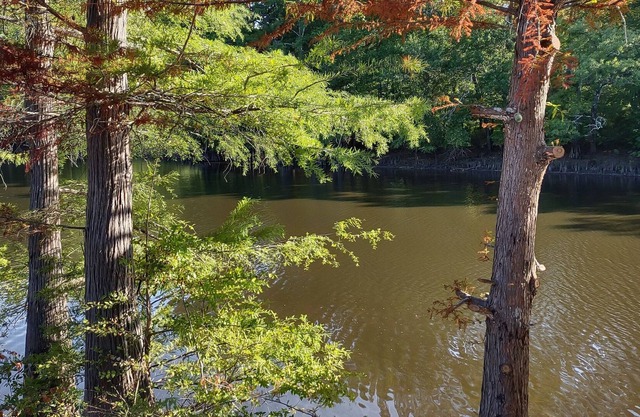 Promise Land on the Bayou!