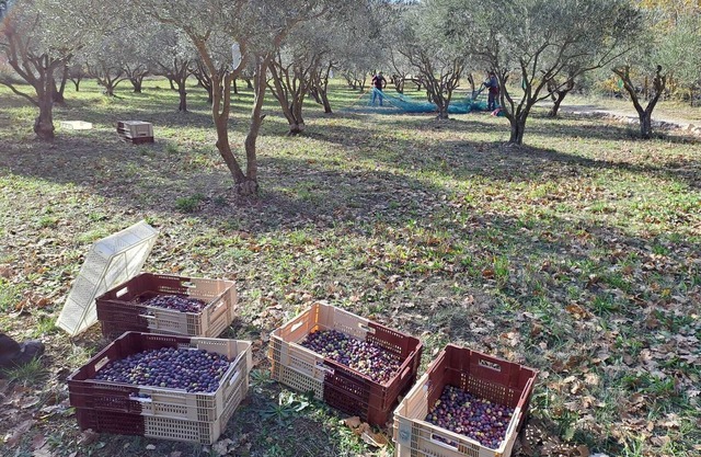 Provençal farm among olive trees; view of the hill from a large shaded terrace