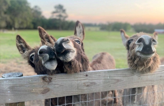 Quiet Country Getaway in Horse County Close to Ocala/Gainesville, Pet Friendly!