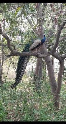 Raju Kudil