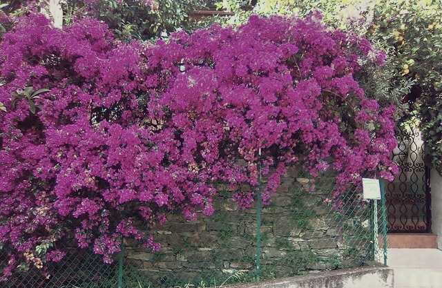 Rapallo villa surrounded by greenery