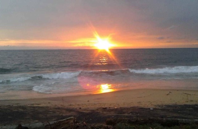 Reef bangalow