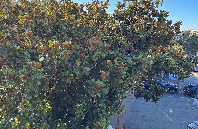 Relaxing Berkeley Nook: Your Private Cozy Escape