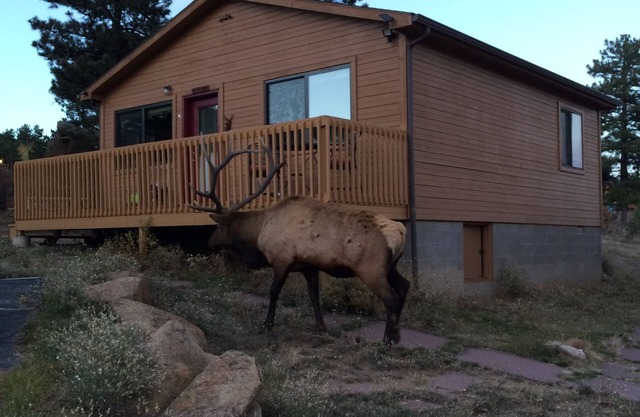 River Cabin - Close to Downtown, YMCA, and R.M.N.P.