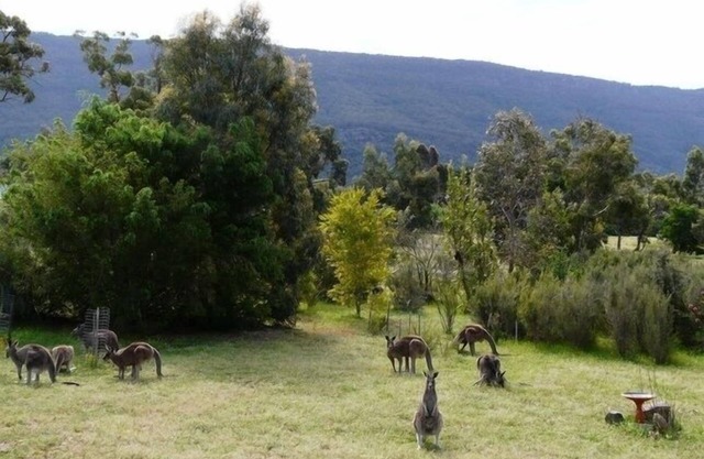 Roos with a View.