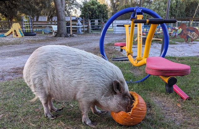 Rooterville Animal Sanctuary