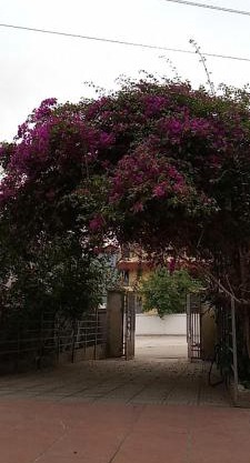 Rose house
