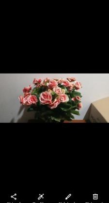 Rose house