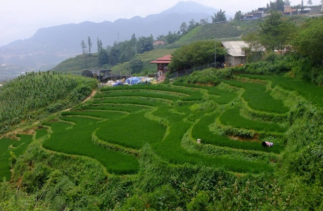 Rosie House Sapa Lao