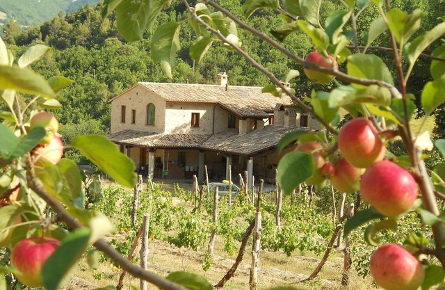 Rural farm-stay on working organic farm, in restored stone villa. Kid-friendly!