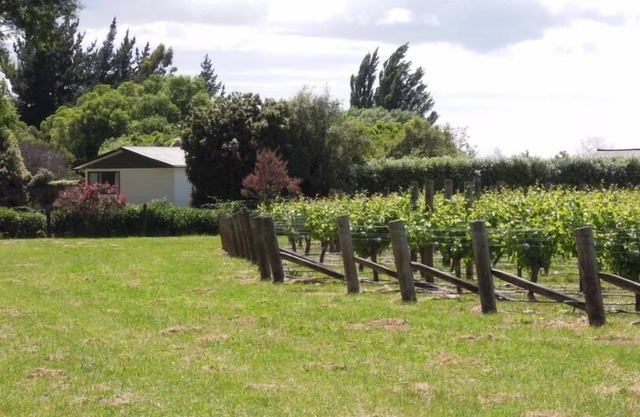 Rural Little Oasis Vineyard, Seddon near Blenheim, wine tasting