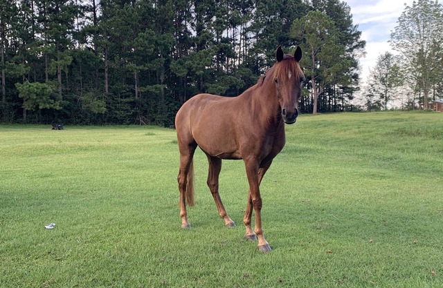 RV or horse trailer hookup with pasture for horses