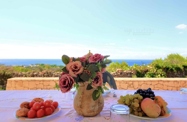 Salvia lovely seaview