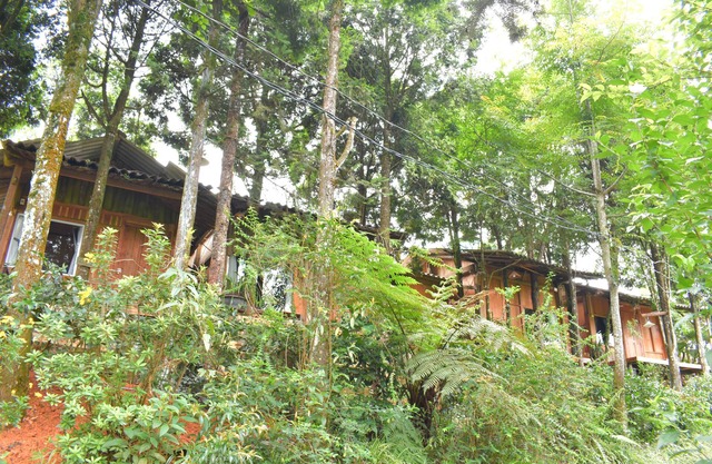 Sapa Jungle