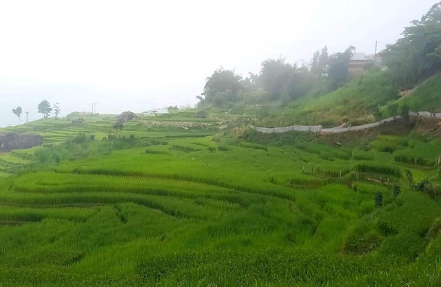 Sapa Mushroom Homestay