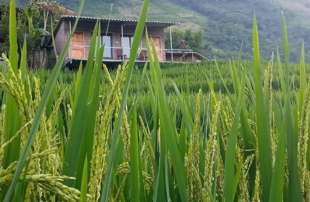 Sapa terraces