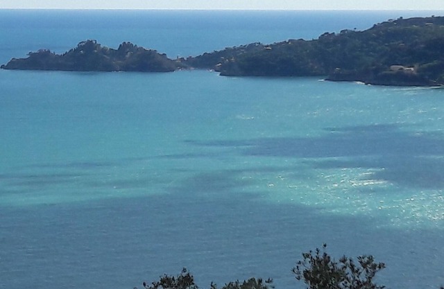 SEA AND OLIVE TREES PORTOFINO