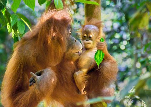 See Orangutan Sumatra