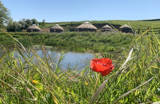 Shire Farm Yurt Village