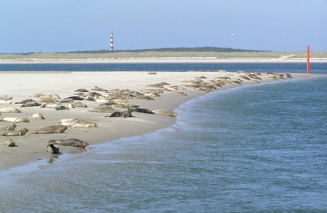Sier aan Zee