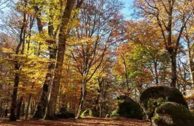 Simona's house in the woods - Villa Boutique